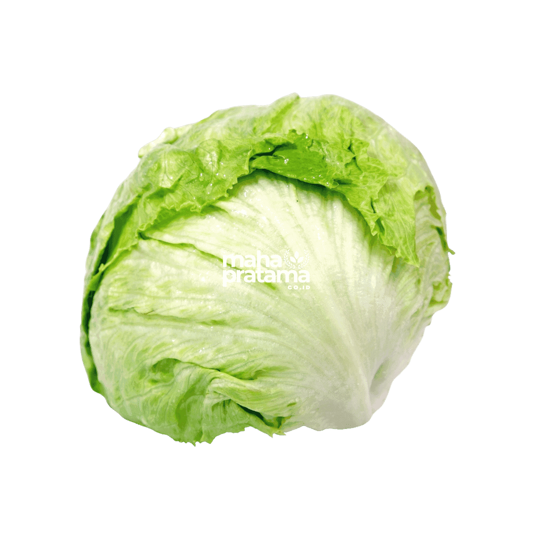 Lettuce Head (Iceberg)